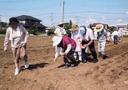 コミ協コスモス種まき