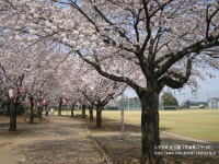 町民公園の桜のサンプル画像