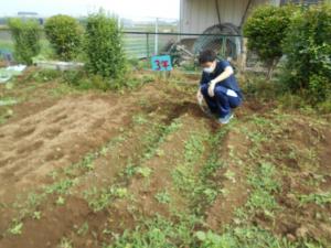 ホウセンカ間引き