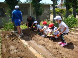 サツマイモのなえを植えました　令和4年6月13日(月)b