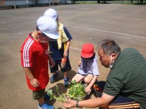 サツマイモのなえを植えました　令和4年6月13日(月)c