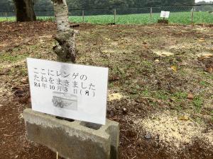 チューリップの球根を植えましたf