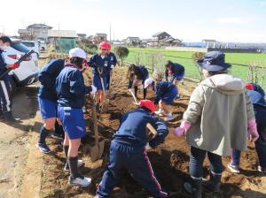 じゃがいも植え４