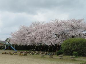 満開の桜がみんなの進級を祝ってくれています