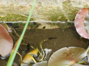 池のおたまじゃくし　蛙の新入生がいち早く入学