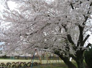 R6.4.16桜