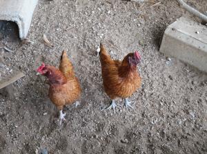 R6.6.11飼育委員会３
