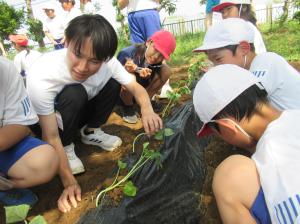 R7　さつまいもプロジェクト苗植え４