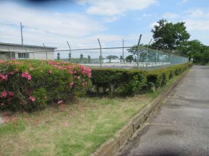 R7　庭木剪定＆運動会準備６