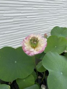 ハス開花7.1