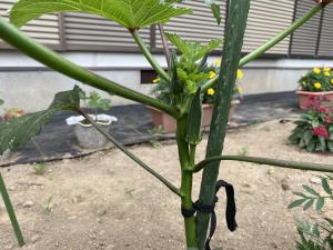 オクラ7.1