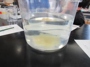 R7　４年水質実験出前授業５