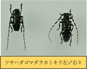 cn_S}_J~L(1)