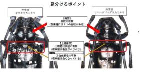 cn_S}_J~L(2)