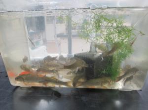 R7　池掃除大作戦５