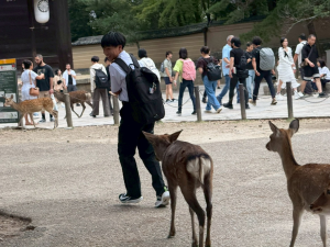 奈良公園東大寺(7)