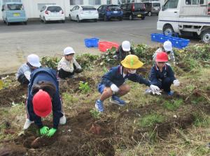 R7 1・2年さつまいも掘り2