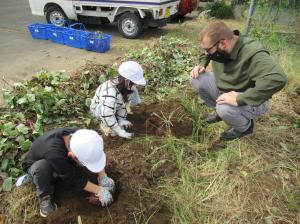 R7 1・2年さつまいも掘り3