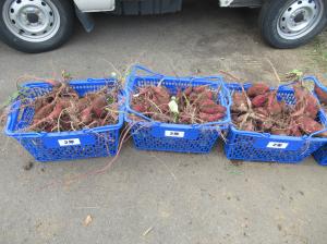 R7 1・2年さつまいも掘り4