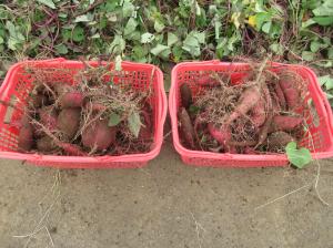 R7 1・2年さつまいも掘り5