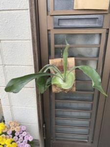 サロンビカクシダ