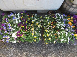 R7　花の苗植え１