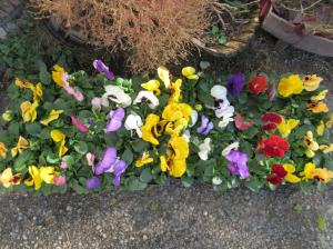 R7　花の苗植え２