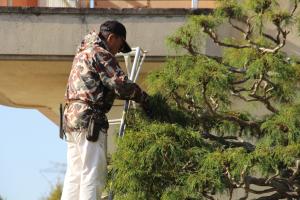 R7庭木クラブ(1)