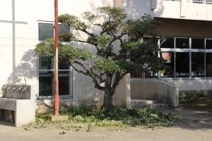 R7庭木クラブ(6)