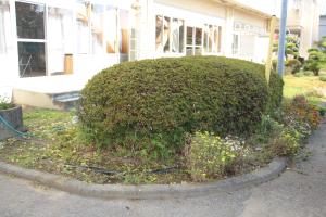 R7庭木クラブ(10)