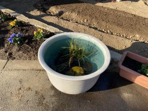 陶器のスイレン鉢12月