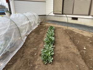 2月ホウレンソウ