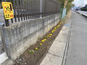 サロン2月パンジー