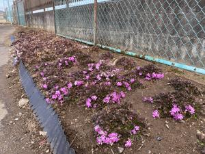 サロン2月西側芝桜