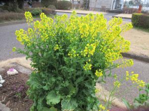 R8　春の訪れ１