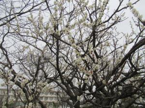 R8　春の訪れ３