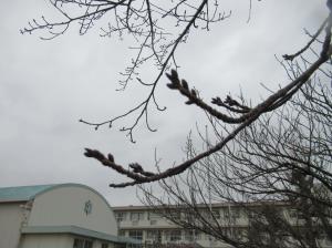 R8　春の訪れ４