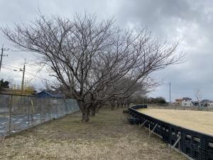 サロングラウンドさくら