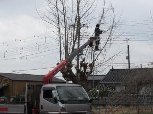 R8　校庭の樹木伐採１