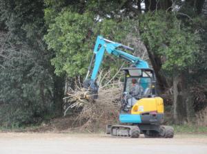 R8　校庭の樹木伐採２