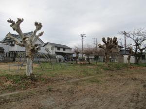 R8　校庭の樹木伐採５