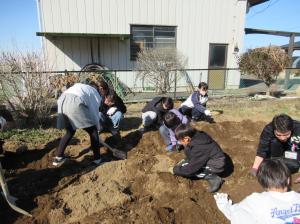 R8　５年生ジャガイモの種芋植え１
