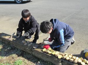 R8　５年生ジャガイモの種芋植え５