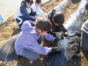 R8　５年生ジャガイモの種芋植え２