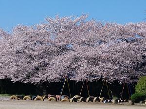 桜満開