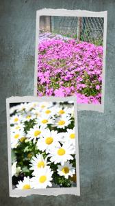 お花コラージュ