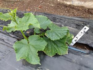 野菜を大切に育てています!