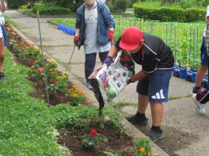 R8　花壇の苗植え６